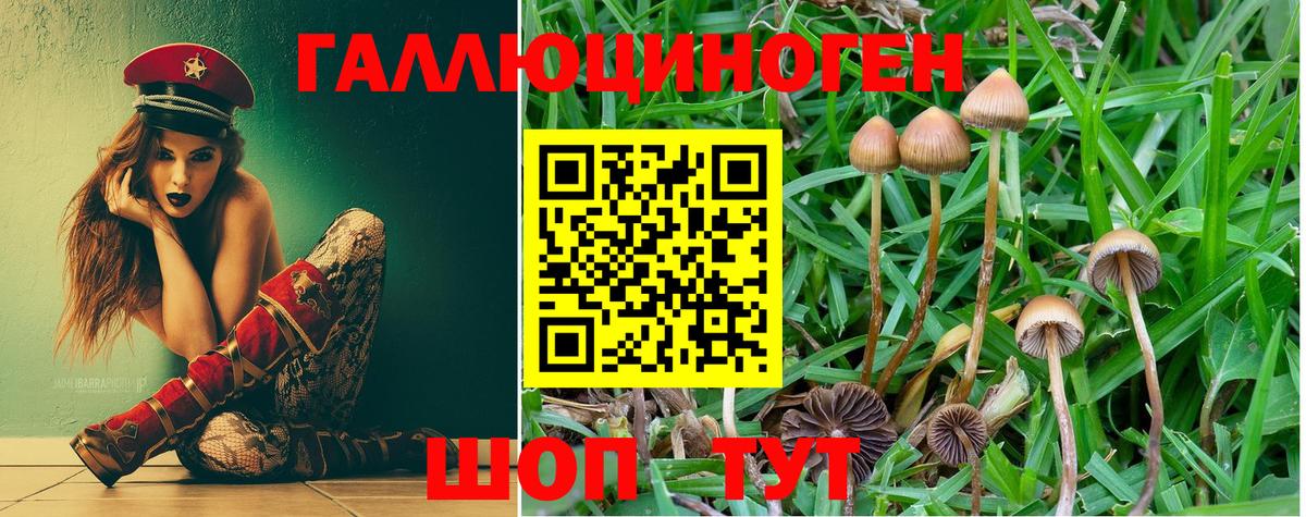 Галлюциногенные грибы Psilocybe Бирск